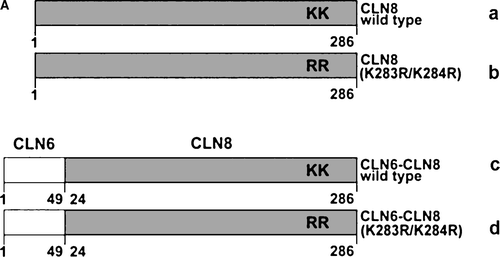 Figure 3.  The N terminus of CLN6 mediates ER retention. (A) Schematic representation of CLN constructs used in the experimental approach: the ER-resident wild type (a) and the mutant CLN8 (K283R/K284R = b) protein localized in the Golgi apparatus, and the respective CLN6-CLN8 fusion proteins in which the N terminally 24 amino acids of CLN8 were substituted by the 49 amino acid N terminus of CLN6 (c, d). The position of the dibasic motif (KK) in the C-terminal domain of CLN8 is indicated. (B and C) the CLN8 (a, b) and CLN6-CLN8 constructs (c, d) were expressed in BHK21 cells and visualized using a polyclonal antibody directed against the C terminus (amino acid residues 268–286) of CLN8 (red). The cells were double-labeled with monoclonal antibodies against PDI (B) or GM130 (C) shown in green. Yellow indicates in the merged images overlapping of CLN constructs with the ER or Golgi markers. Bars, 5 µm. Figure 3B and C are reproduced in colour in Molecular Membrane Biology online.