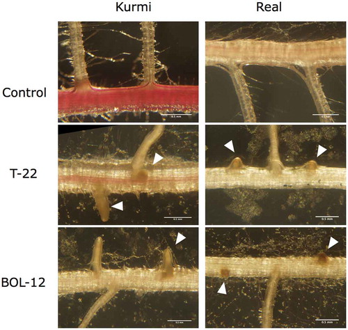 Figure 4. Effects of T-22 and BOL-12 on quinoa lateral roots. The figure shows representative images among three C. quinoa seedling replicate sets, examined for lateral roots emergences after treatment with T-22 or BOL-12 for 10 days. The images were taken at 3 cm from the root neck. Arrowheads denote stunted lateral roots. The scale bars represent 500 µm.