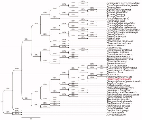 Figure 1. Phylogenetic tree generated based on 13 PCGs and two rRNAs using mitochondrial genomes from species in Tettigoniidae. The GenBank accession numbers for tree construction is listed as follows: Acosmetura nigrogeniculata (NC_045212), Pseudocosmetura anjiensis (NC_033853), Decma fissa (NC_033981), Xiphidiopsis gurneyi (NC_039981), Xizicus maculatus (NC_040974), Xizicus fascipes (NC_018765), Xizicus howardi (KY458226), Pseudokuzicus pieli (NC_033982), Conanalus pieli (MH712457), Conocephalus maculatus (HQ711931), Conocephalus melaenus (KY407794), Conocephalus differentus (MF347703), Pseudorhynchus acuminatus (NC_033992), Pseudorhynchus crassiceps (NC_033990), Ruspolia dubia (EF583824), Ruspolia lineosa (NC_033991), Ruspolia sp. (KX057717), Hexacentrus japonicus (NC_033983), Hexacentrus unicolor (NC_033999), Altbrus simplex (NC_009967), Atlanticus sp. (KX057730), Gampsocleis gratiosa (NC_011200), Uvarovites inflatus (NC_026231), Psorodonotus venosus (MK951778), Metrioptera bonneti (MH685924), Metrioptera ussuriana (NC_034796), Deracantha onos (NC_011813), Zichya baranovi (NC_033984), Ducetia japonica (KY612457), Kuwayamaea brachyptera (NC_028159), Kuwayamaea chinensis (NC_033995), Elimaea cheni (NC_014289), Ducetia sp. (KX673198), Phaneroptera gracilis (NC_034756), Phaneroptera falcata (KY458227), Phaneroptera nigroantennata (NC_034757), Isophya major (NC_042666), Poecilimon luschani (NC_042665), Holochlora fruhstorferi (NC_033993), Sinochlora longifissa (NC_021424), Sinochlora szechwanensis (KX354724), Ruidocollaris convexipennis (MN083188), Ruidocollaris obscura (NC_028160), Mecopoda elongata (NC_021380), Mecopoda niponensis (NC_021379), Phyllomimus detersus (NC_028158), Phyllomimus sinicus (NC_033997), Pseudophyllus titan (NC_034773) and Lipotactes tripyrga (NC_033996), Acrida cinerea (GU344100), Acrida willemsei (EU938372).