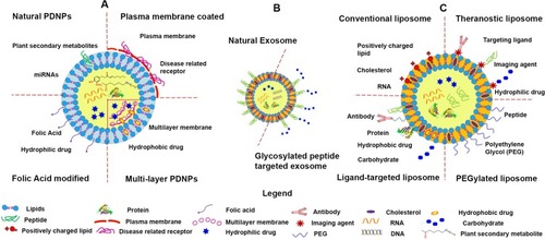 Figure 3 Structures of plant-derived nanoparticles (PDNPs), exosome, and synthetic nanoparticles (artificial liposomes). (A) Major forms of PDNPs, (B) mammalian exosome, and (C) major forms of the artificial liposomes. Reprinted with permission from The Royal Society of Chemistry. Yang C, Zhang M, Merlin D. Advances in plant-derived edible nanoparticle-based lipid nano-drug delivery systems as therapeutic nanomedicines. J Mater Chem B. 2018;6(9):1312–1321.Citation40