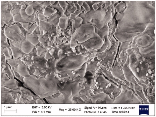 Figure 2. FESEM image of biologically synthesized silver nanoparticles.