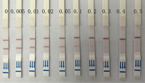 Figure 5. Typical photo image of detection of AOZ in fish tissue by the strip sensor.