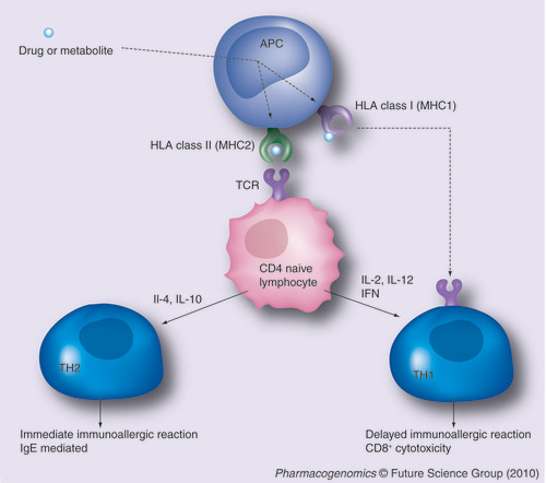 Figure 1. Mechanism of an immunoallergic adverse drug reaction according to the HLA–drug (hapten) theory.The drug or a drug metabolite is processed by an APC and presented by a class I or class II HLA protein. The HLA–drug (hapten) complex occurs only in the presence of a specific HLA allele. The presentation of the hapten to the naive CD4 lymphocyte via its TCR triggers the immunologic reaction. Depending on the cytokine immunologic environment, the activation is oriented either via a TH1 reaction (in the presence of TH1 ILs such as IL-2, IL-12 or IFN) or TH2 reaction (in the presence of TH2 interleukins such as IL-4 or IL10). Alternatively, the drug or the hapten processed by an HLA class I protein can directly stimulate cytotoxic CD8 lymphocytes.APC: Antigen-presenting cell; IFN: Interferon; IL: Interleukin; TCR: T-cell receptor.