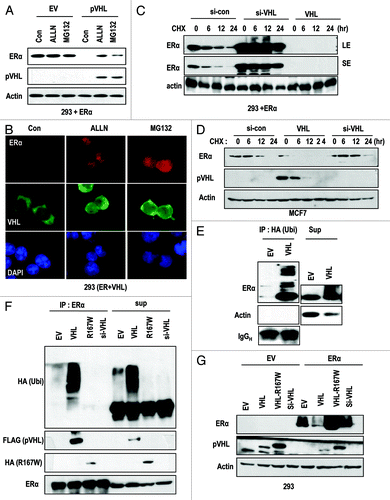 Figure 2. pVHL promotes ER-α degradation through an E3 ligase. (A) Blocking of proteasomal degradation induces ER-α expression. Two hundred and ninety-three cells were transfected with the indicated vectors or si-RNAs for 24 h and were treated with ALLN and MG132 (50 μg/ml) for 6 h. SE and LE indicate short exposure and long exposure. (B) Proteasome inhibitors block pVHL-induced reduction in nuclear ER-α. 293 cells were co-transfected with VHL and ER-α for 24 h and incubated with ALLN or MG132 for 6 h. After fixation with Me-OH, 293 cells were stained with anti-ER-α (red), anti-pVHL (green) and DAPI (blue). (C) si-VHL extends the half-life of ER-α. Two hundred and ninety-three cells were co-transfected with ER-α and si-VHL or pVHL for 24 h. To block de novo synthesis, cycloheximide (CHX; 5 μg/ml) was added for the indicated times. Although VHL transfection completely eliminated ER-α, si-VHL extended the ER-α half-life. LE and SE indicate a long exposure and a short exposure, respectively. (D) pVHL can reduce the half-life of ER-α. MCF7 cells were transfected with the indicated vectors or si-RNAs for 24 h. After washing with serum-free medium, de novo synthesis was blocked by cycloheximide treatment for indicated times, and the expression of ER-α was measured. (E and F) ER-α is ubiquitinylated through the E3 ligase activity of pVHL. Immunoprecipitation was performed using HA or ER-α antibodies, and the co-precipitated proteins were analyzed using the indicated antibodies. Whole-cell extracts were obtained from 293 cells transfected with the indicated vectors. (G) ER-α can be suppressed by wild-type but not mutant pVHL. Two hundred and ninety-three cells were transfected with the indicated vectors or si-RNAs for 24 h.