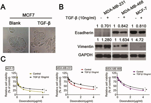 Figure 1. TGF-β induces EMT and increases DOX chemoresistance in BC cells BC cells were incubated with either a vehicle or TGF-β (10 ng/mL) for 24 h. (A) The cellular morphology was observed under a light microscope. (B) The levels of E-cadherin and vimentin were examined by Western blot. (C) The responses of BC cells to DOX were analyzed using a CCK-8 assay.