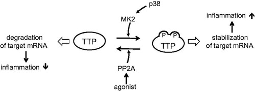 Figure 1. Equilibrium between TTP phosphorylated and de-phosphorylated forms is critical for TTP activity. Inflammatory stimuli activate MK2 via augmentation of MAPK p38 to phospholyrate TTP into its inactive form. PP2A agonist de-phosphorylates TTP into the active form and accelerates degradation of target mRNA. P indicates Ser-52 and Ser-178 phosphorylations. Modified from Ref. [Citation32].