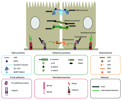 Figure 1. Complexes implicated in cell-cell and cell-matrix adhesion. Cell-cell adhesion complexes: in blue, tight junctions (TJs) composed by the transmembrane proteins occludins, claudins (1–24), junctional adhesion molecule (JAM A–C), and the cytoplasmic proteins zonula occludens (ZO 1–3), the cell polarity protein partitioning defective-3 (PAR3), MUPP1 and MAG1. In green, adherens junctions (AJs) composed by Cadherin and Nectin complexes. The transmembrane protein E-cadherin binds to the cytoplasmic proteins p120 catenin, α-catenin and β-catenin, whereas Nectin binds to afadin. In orange, desmosomes are constituted by the transmembrane proteins desmoglein (DSG 1–4) and desmocollin (DSC 1–3), and the cytoplasmic proteins plakoglobin (JUP), plakophilins (PKP 1–3) and desmoplakin (DSP) that anchor to intermediate filaments. Cell-matrix adhesion complexes: in red, the hemidesmosomes (HD), formed by the transmembrane α- and β-integrins and the cytoplasmic proteins BP180, BO230 and plectin. In purple, the focal adhesion complex (FAs), composed by the transmembrane α- and β-integrins and cytoplasmic scaffolding proteins that associate to the actin cytoskeleton.