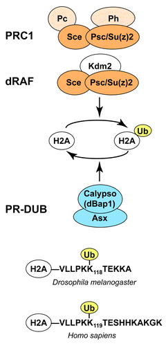 Figure 1. Drosophila PcG protein complexes involved in H2A ubiquitination and deubiquitination. (A) PRC1 and dRAF core complexes both contain the Sce:Psc subcomplex (dark orange) that has E3 ligase activity for H2A monoubiquitination (H2Aub). The presence of Psc or its paralogue Su(z)2 in both complexes suggests that both complexes are also able to compact chromatin. Subunits that are encoded by PcG genes are labeled in orange; Kdm2 mutants are not known to show PcG mutant phenotypes. PR-DUB (blue), containing the catalytic subunit Calypso/dBap1, is a major H2Aub deubiquitinase in Drosophila. See text for details. (B) Alignment of the C-termini of fly and human H2A showing the lysine that is ubiquitinated by PRC1-type complexes. Note that the C-terminal residues of H2A are different in flies and humans.