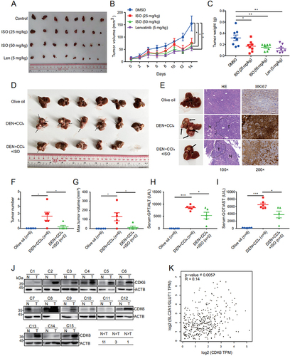 Figure 6. Isoginkgetin inhibits liver cancer growth and angiogenesis in vivo. (A-C) HepG2 cells were injected into nude mice. When tumors reached a size of 10 mm3, mice were treated daily for 14 days with the indicated concentration of ISO. Tumors were imaged (A), and growth curves (B) and tumor weights (C) are shown as the mean ± SEM of eight mice in each group. (D) Liver image in DEN+CCl4-induced HCC mice, black arrows indicate tumors in liver. (E) Representative images of livers, hematoxylin-eosin (HE) staining images of livers and MKI67/Ki67 staining in liver. Black-dotted lines indicate the boundary of normal tissues and tumor tissues. N, normal tissue; T, tumor tissue. (F and G) Quantification of total tumor numbers and the max tumor volume. (H and I) Serum levels of GPT/ALT and GOT/AST. (J) CDK6 protein levels in 15 pairs of HCC tumor and adjacent nontumor tissues detected by western blotting. (K) the correlation of CDK6 and SLC2A1/GLUT1 in liver cancer tissues was analyzed by an interactive web portal, GEPIA (http://gepia.Cancer-pku.Cn). Data are presented as the mean ± SEM. *p value ≤0.05, **p value ≤0.01, ***p value ≤0.001 (t-test.