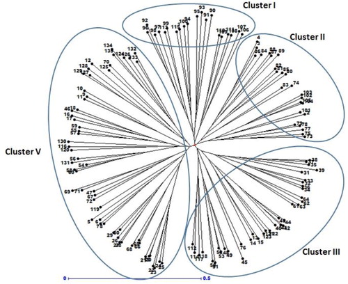 Figure 4. Cluster analysis of 135 safflower genotypes based on genetic dissimilarity obtained by SSR markers.