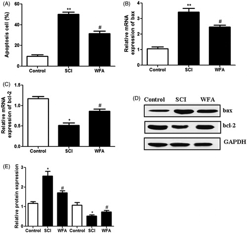 Figure 4. WFA treatment reduced apoptotic cells in SCI mice. (A) Detection of apoptotic cells in control mice and SCI mice treated by saline alone or WFA. Real-time PCR was used to measure the mRNA levels of (B) bax and (C) bcl-2. (D and E)The protein expression of apoptosis-related molecules was determined with western blot. *p < 0.05, **p < 0.01, compared with control mice; #p < 0.05, compared with SCI mice.