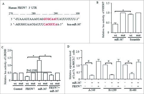 Figure 7. MiR-367 directly targets FBXW7 and represses the level of let-7c through activating Lin28B, (A) The predicted binding sites for miR-367-3p in the 3′-UTR of FBXW7. (B) Luciferase activity was performed in 293 T cells co-transfected with miR-367 mimics or negative control and pGL3 vector containing the wild-type or mutant FBXW7 3′-UTR (p = 0.002, Student's t-test). (C) Dual luciferase activity assays were performed using the promoter reporter plasmid (pGL3-Lin28B-WT or pGL3-Lin28B –Mut) and miR-367 mimics (p = 0.008, Student's t-test). (D) miR-367 significantly repressed the expression of Let-7c in NSCLC cells, p < 0.05 was based on Student's t-test. ** p < 0.001,* p < 0.01, # p < 0.05.