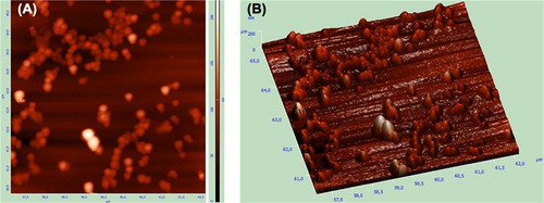 Figure 3. AFM images of DOX-loaded magnetic albumin nanoparticles: (A) 2D and (B) 3D pictures.