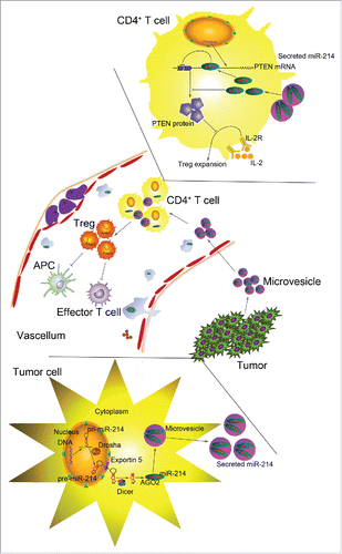 Figure 1. Working model for the role of tumor-secreted miR-214 in inducing tumor immune escape. After being processed into mature miRNA, tumor-specific miR-214 is packaged into microvesicles and secreted to the extracellular environment by tumor cells. Secreted miR-214 is then delivered by microvesicles to the recipient CD4+ T cells, in which it decreases PTEN protein expression and facilitates Treg expansion. Increased Treg population, in turn, leads to host immune suppression and tumor growth.