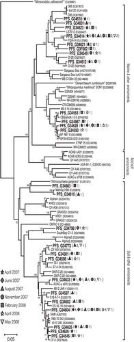 Figure 2 Phylogenetic tree based on crenarchaeotal amoA gene sequences (579 bp) determined by neighbor-joining analysis. Boldface type indicates representative amoA clones obtained in the present study. Numbers and symbols in parentheses denote the total number of clones detected from soils on 7 April, 6 June, 28 August, 28 November 2007, and 27 February, 23 April and 9 May 2008. The scale bar represents an estimated sequence divergence of 5%. Numbers at the nodes indicate the bootstrap values (≥50%).