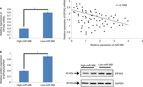 Figure 6 An inverse relationship was observed between the expression of miR-588 and levels of EIF5A2 in GC tissues.Notes: (A) The mRNA expression levels of EIF5A2 were significantly on the lower side in high-expression group of miR-588 compared to that in the low-expression group (*P<0.05). (B) The levels of protein EIF5A2 were suppressed in high miR-588 group compared to the low miR-588 group. (C) An inverse correlation existed between the mRNA levels of EIF5A2 and miR-588 in GC tissue samples included in the study (*P<0.05).Abbreviation: GC, gastric cancer.