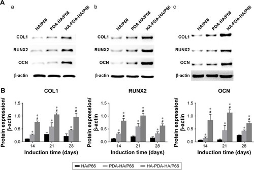 Figure 11 The expression of osteogenic differentiation-related proteins (COL1, RUNX2, and OCN) of C3H10T1/2 cells cocultured with different substrates in osteogenic inductive medium after (a) 14 days, (b) 21 days, (c) 28 days.Notes: (A) The images of electrophoretic bands. (B) Quantitative analysis of gray values. *Significant difference compared with HA/P66 (P<0.05). #Significant difference compared with PDA-HA/P66 (P<0.05).Abbreviations: COL 1, collagen type I; HA/P66, hydroxyapatite/polyamide 66; OCN, osteocalcin; PDA, polydopamine; RUNX2, runt-related transcription factor 2; PDA-HA/P66, polydopamine coating on hydroxyapatite/polyamide 66; HA-PDA-HA/P66, hydroxyapatite coating formation on hydroxyapatite/polyamide 66 assisted by polydopamine.