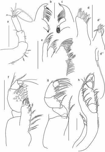 Figure 16. Eocuma nansenae sp. nov., non-ovigerous female, paratype (ZMBN 149203). a, Antennule; b, left mandible; c, right mandible; d, maxilla outer endite; d’, maxilla inner endite; d”, maxilla palp; e, maxillula; f, maxilliped 1; g, maxilliped 2; h, maxilliped 3. Scale bars = 0.1 mm.