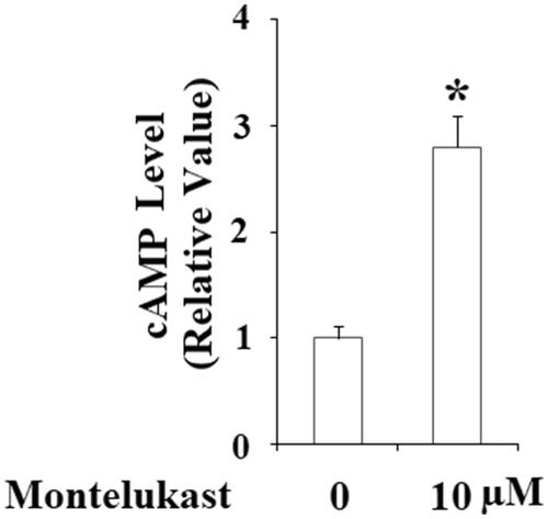 Figure 6. Montelukast-induced generation of cAMP in Beas-2b cells. Cells were stimulated with 10 µM montelukast for 1 h. Intracellular levels of cAMP were determined (*, p < .01 vs. vehicle group, n = 6).