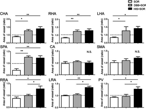 Figure 4 Effect of DBB and HIS on the changes in vascular area dimension caused by SOR. The ratio of vascular area dimension from after to before SOR administration was compared between groups treated with or without DBB or HIS. The values represent means ± SD (n=6 for each group). *P<0.05; **P<0.01; NS, not significant. Kruskal–Wallis test followed by Dunn’s multiple comparison tests.Abbreviations: CHA, common hepatic artery; RHA, right hepatic artery; LHA, left hepatic artery; SPA, splenic artery; CA, celiac artery; SMA, superior mesenteric artery; RRA, right renal artery; LRA, left renal artery; PV, portal vein; SOR, sorafenib; DBB, dried bonito broth; HIS, histidine.