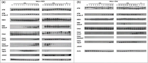 Figure 2. Determine the kinetics of phosphorylation of the DNA damage-associated proteins treated with Dox. HeLa cells were treated with NCS (1 μg/ml) or Dox (8.5 μM) for the indicated time (1 min to 6 hours). Cell lysates were collected and protein phosphorylation was studied using the antibodies indicated. Dox does not induce phosphorylation of Chk2 S33/35. Actin serves as a loading control.