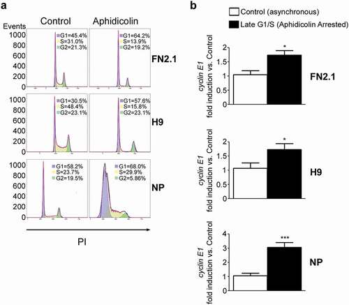 Figure 5. Regulation of cyclin E1 mRNA expression levels in G1/S boundary. (a) hiPSCs (FN2.1), hESCs (H9) (both grown with E8 medium) and NP derived from H9 cells were arrested in G1/S boundary with Aphidicolin (10 μg/ml for 20 h hPSCs and 10μg/ml for 48h for NP). Cell cycle profile of asynchronous and pharmacologically arrested cells was analyzed after cells were fixed with cold 70% ethanol. DNA content was measured with propidium iodide (PI) and its fluorescence was determined with a flow cytometer. A representative DNA content frequency histogram plot is shown for each condition. The percentage of cells in each cell cycle phase was calculated by the FlowJo v10.0.7’s univariate platform. N = 3. (b) Analysis of mRNA expression levels of cyclin E1 quantified by RT-qPCR in asynchronous or synchronous G1/S (Aphidicolin) FN2.1 and H9 hPSCs (both grown and maintained in Vitronectin coated dishes and E8 medium) and NP. rpl7 expression was used as normalizer. Graphs show mean + SEM mRNA fold induction relative to asynchronous control cells (arbitrarily set as 1) of at least three independent experiments. (*) p < 0.05 and (***) p < 0.001 vs. Control (asynchronous cells).