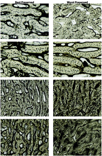 Figure 2. Best and worst preserved for each deposition (A) and (B) are the bagged foetal remains with an OHI of 2 and 1, respectively. (C) and (D) are the blanket foetal remains with an OHI of 3 and 1, respectively. (E) and (F) are the buried juvenilies with an OHI of 4 and 0, respectively. (G) and (H) are the surface juveniles with an OHI of 4 and 1, respectively.