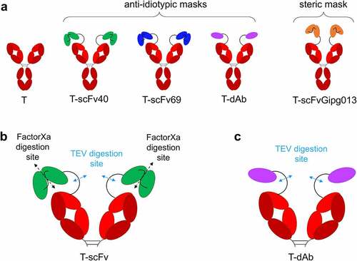 Figure 1. Schematic of the antibodies engineered for this study and the location of the digestion site(s). a) “naked” trastuzumab (T) serves as a positive control; T-scFv40, T-scFv69 and T-dAb are fusions of trastuzumab with various anti-idiotypic antibody fragments; T-scFvGipg013 is a fusion of trastuzumab with a scFv with no affinity for trastuzumab. b) Location of the digestion sites on the T-scFv constructs: TEV protease cleaves the linker between the antibody and the mask, and Factor Xa protease digests the linker between the two single-chain domains in the T-scFv constructs. c) Location of the digestion sites on T-dAb: TEV protease cleaves the linker between the antibody and the mask. For clarity, panels b and c show the Fab arms of trastuzumab only.