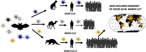 Figure 4. Zoonotic transmission of virus to humans. Sometimes coronaviruses, which usually infect animals, can skip onto humans. Such viruses are especially dangerous because humans do not yet have the mechanisms in place to provide defense against the infection.