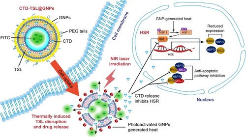 Figure 1 Structure of CTD-TSL@GNPs and their PTT effects in the tumor cells.Notes: After their uptake by cancer cells, the PTT effects of the CTD-TSL@GNPs are triggered with an NIR laser, and the heat generated induces TSL disruption. Encapsulated CTD and FITC are released into the cytosol, where CTD enhances the PTT effect by suppressing the expression of HSP70 and BAG3 and attenuating anti-apoptotic signaling in the tumor cells.Abbreviations: BAG-3, Bcl-2-associated athanogene domain 3; BCL-2, B-cell lymphoma-2; CTD, cantharidin; CTD-TSL@GNPs, CTD-encapsulated TSLs coated with GNPs; GNPs, gold nanoparticles; HSE, heat shock response elements; HSF 1, heat shock transcription factors 1; HSP70, heat shock protein 70; HSR, heat shock response; MCL-1, myeloid cell leukemia-1; NIR, near-infrared; PEG, polyethylene glycol; PTT, plasmonic nanostructure-mediated photothermal therapy; TSL, thermal-sensitive liposome; FITC, fluorescein isothiocyanate.