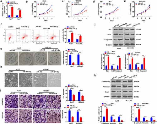 Figure 2. miR-373-3p enhanced HCC cells’ apoptosis and suppressed their metastasis.