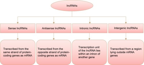 Figure 1 Schematic representation of transcripted lncRNAs.