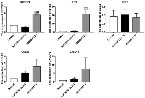 Figure 7 The expression levels of IGF2BP2, IFIT2, CCL20, CCL5, and CXCL10 in the control group, the IGF2BP2 overexpression group, and the IGF2BP2 negative control group. RT-qPCR was used to measure the gene levels. The levels of the IGF2BP2, IFIT2, CCL20, and CLCL10 genes were significantly higher in the IGF2BP2 Ov group than in the control group or the IGF2BP2 Ov NC group, P < 0.05. There was no significant change in the CCL5 gene, P > 0.05. (*P < 0.05, ***P < 0.01, ****P < 0.001 vs control group; ###P < 0.001; ####P < 0.0001 vs IGF2BP2 Ov NC group).