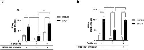 Figure 3. Relative IFN-γ levels secreted by PBMC from a healthy donor (a) and immune cells enriched from a human RCC tumor (b), following antigen recall stimulation. In absence of cortisone, there was no effect of ABT-384 on the level of IFN-γ in stimulated or non-stimulated conditions (data not shown). Fold change compared to the condition with cortisone, isotype and without HSD11B1 inhibitor is represented as mean ± SEM of 3 technical replicates in one experiment. *p-value <0.05, **p-value <10−2, ***p-value <10−3, ****p-value <10−4. A. Data are representative of 3 independent experiments on the same donor. Similar results were obtained with 2 other donors tested in one experiment. B. out of 4 patients tested, only the patient shown had a response to antigen recall.