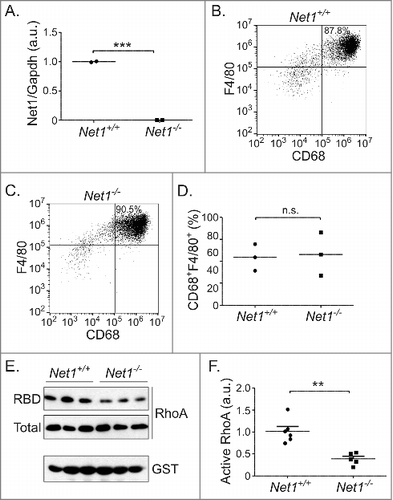 Figure 1. Net1 deletion impairs RhoA activation in mouse bone marrow macrophages. (A) Net1 mRNA expression in M-CSF differentiated mouse bone marrow macrophages (BMMs). (B, C) Representative examples of F4/80 and CD68 expression in wild type (B) and Net1 KO (C) BMMs. (D) Quantification of the percent of cells with CD68 and F4/80 expression in differentiated BMMs. (E) Representative example of RhoA activity in BMMs, as measured by GST-RBD pulldown. (F) Quantification of RhoA activity in BMMs. For all plots, bars = median values. n.s. = not significant. ** = p < 0.01. *** = p < 0.001.