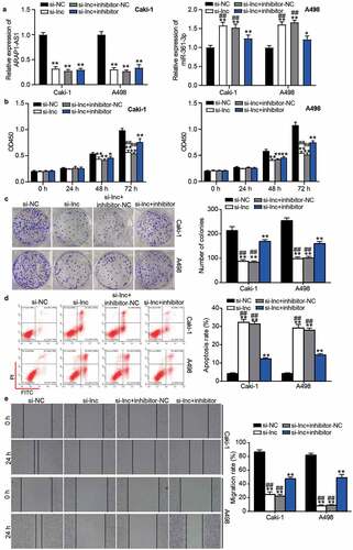 Figure 5. The negative effect of si-ARAP1-AS1 on ccRCC cells was relieved by miR-361-3p inhibitor. (a) The expression of ARAP1-AS1 and miR-361-3p in transfected ccRCC cells. (b) The cell proliferation was detected by CCK-8 assay in transfected ccRCC cells. (c) The colony formation ability was identified by colony formation assay in transfected ccRCC cells. (d) The cell apoptosis was measured by flow cytometry in transfected ccRCC cells. (e) The cell migration was verified by wound healing assay in transfected ccRCC cells. NC, negative control. si-lnc, siRNA of ARAP1-AS1. inhibitor, miR-361-3p inhibitor. *, P < 0.05 and **, P < 0.01 compared with si-NC. ##, P < 0.01 compared with si-lnc+inhibitor