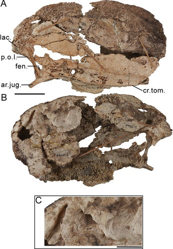 Figure 8. Dromornis planei rostrum, specimen NTM P932–2, shows distortion and cavitation on the surface of the bone: A. Right side; B. Left side; C. Close-up image of the distortion on the rostrodorsal-most part of the left side of the rostrum. Annotations: ar.jug., arcus jugalis; cr.tom., crista tomialis; fen., fenestra; lac., lacrimal; p.o.l., processus orbitalis of lacrimal. Scale bars: A., B. 50 mm and C. 20 mm.