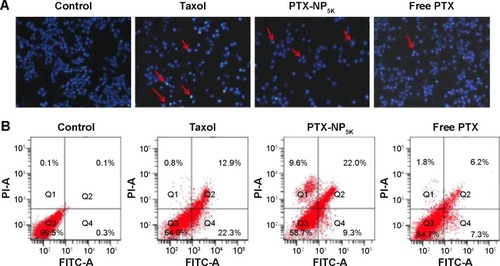 Figure 8 Cell apoptosis analysis of A2780 cells with Taxol®, PTX-NP5K, and free PTX after 24 hours treatment.Notes: (A) Nucleus apoptosis assay and (B) annexin V-FITC/PI double staining by flow cytometry.Abbreviations: PTX, paclitaxel; NP, nanoparticles; V-FITC, V-fluorescein isothiocyanate; PI, propidium iodide.