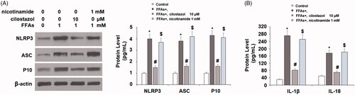 Figure 8. Inhibition of SIRT1 by nicotinamide abolished the inhibitory effects of cilostazol in FFA-induced activation of NLRP3 inflammasome. HAECs were stimulated high FFAs (1 mM) in the presence or absence of cilostazol (10 μM) or nicotinamide (1 mM) for 36 h. (A). Protein expression of NLRP3, ASC, and cleaved caspase 1 (P10) as determined by western blot analysis; (B) Protein secretion of IL-1β and IL-18 as measured by ELISA (*, #, $, p < .01 vs. previous group).