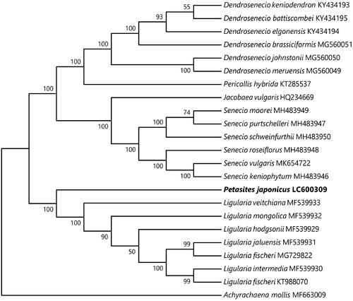 Figure 1. Phylogenetic relationships within 22 accessions of Senecioneae and one accession (Achyrachaena mollis MF663009) of Madieae as outgroup, inferred from 80 protein coding sequences with maximum likelihood method by RAxML. Bootstrap values of 1000 replicates by RAxML are shown on the branches.