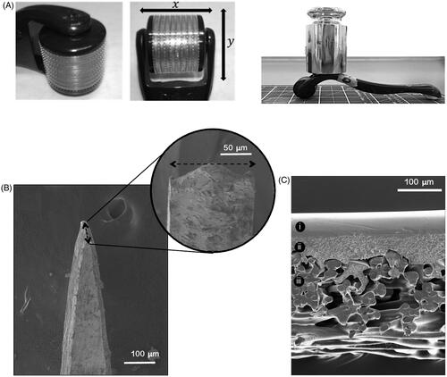 Figure 1. (A) The microneedle roller head, microneedle arrangement and microneedle roller with 500 g mass applied used for static impact insertion of the microneedles with a downward force of 3.8 N. (B) SEM image of a single microneedle tip from a 500 μm microneedle roller. (C) SEM images provide a cross-sectional view of the Strat-MTM membrane, clearly showing its major architectural layers.