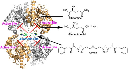 Figure 4. Crystal structure of hKGA showing the allosteric and active sites. GLS forms a tetramer and the interface of dimers forms the allosteric site. Glutamine is the substrate for the active site and BPTES, a GLS inhibitor, occupies the allosteric site (Permission granted by the American Chemical Society from L. Chen & Cui, 2015).