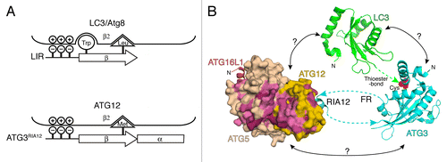 Figure 1. Summary of structural information of the E2–E3 interaction. (A) A schematic presentation of the LC3-LIR (top) and ATG12-ATG3RIA12 (bottom) interactions. (B) The structures of the human ATG3RIA12-ATG12–ATG5-ATG16N (the N-terminal fragment of ATG16L1) (PDB ID: 4NAW) complex, Arabidopsis thaliana ATG3 (3VX8) and human LC3 (1UGM) are shown in ribbon models, while ATG12–ATG5 is shown in a surface model. The residues with the highest and high conservation are colored with magenta and pink, respectively. The cyan and green dotted lines indicate the missing connections between the N- or C-termini of the RIA12 and the E2 core of ATG3, and the C terminus of LC3 and the catalytic cysteine residue (red) of ATG3, respectively. The arrows at the ends of the dotted lines indicate the directions of protein chains. Possible but uncharacterized interactions are indicated with question marks.