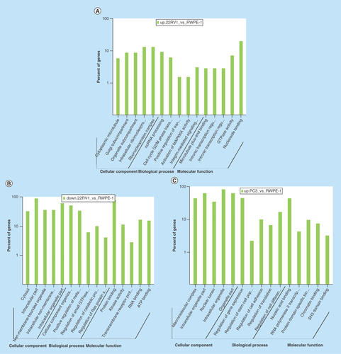 Figure 4.  Gene ontology term analysis and KEGG pathway analysis of differentially expressed circular RNA host genes.(A–F) Main GO term analysis of 22RV1 versus RWPE-1, PC3 versus RWPE-1 and PC3 versus 22RV1 with p-value < 0.05 and enrichment score > 1.0; the values plotted on Y axis are the percentage of the corresponding host genes in total genes of each group. (G, I) Top 10 pathways shown by KEGG pathway analysis in the group PC3 versus RWPE-1 (downregulation) and 22RV1 versus RWPE-1 (downregulation) with p-value < 0.05 and enrichment score > 1.0. (H, J) The pathway maps of ‘Hippo signaling pathway’ and ‘Rap1 signaling pathway’, where the yellow-marked nodes are host genes associated with downregulated circRNAs and the green nodes have no significance.