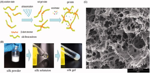 Figure 3. Preparation of secretome-loaded silk fibroin hydrogels and morphology analysis. (A) Schematic illustration of silk sol-gel transition and secretome capsulation. (B) Silk powder was dissolved in deionized water and silk solution was transformed into silk hydrogel by ultrasonication. (C) Silk hydrogel morphology determined by SEM.