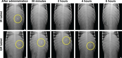 Figure 4 Representative radiographic images of the IR and GR tablets (yellow circles) of DA-9601 after oral administration in beagle dogs.