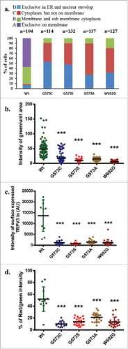 Figure 3. OS mutants reveal reduced surface expression. (A) Percentage scoring of cells expressing TRPV3-Wt-GFP or OS-mutants are shown. Cells were classified according to the localization of TRPV3, i.e.: exclusively on the membrane (A-type), in membrane and in the sub-membranous region (B-type), in cytoplasm but not on the membrane (C-type), and exclusively in the ER and in nuclear envelope (D-type). TRPV3-Wt-GFP is primarily localized on membrane and sub membranous region, while OS mutants are mainly restricted in the ER and in the nuclear envelop. (B) Quantification of the amount of TRPV3 (GFP fluorescence) present in plasma membrane per unit surface area are shown. Minimum 10 or more numbers of region-of-interests (ROI) in the membrane region from individual cells (n = 20 or more) in each group was considered and plotted. (C) Quantification of the total surface expression of TRPV3 is shown. Amount of TRPV3 present in the surface is quantified by calculating total intensity of fluorescence in un-permeabilized cells detected by extracellular loop-specific antibody raised against TRPV3. Microscopic images of similar experiments are represented in Fig. 1D. (D) Percentage expression of TRPV3 at the surface is estimated by quantifying the total GFP fluorescence (considered as 100%) present in individual cells and the fluorescence of TRPV3 that can be labeled by extracellular-loop specific antibody. In each case, the p value <0.001 is considered as significant.