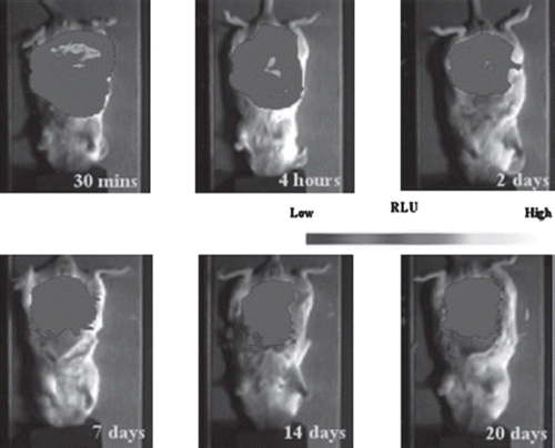 Figure 3. In vivo imaging of microcapsules enclosing luciferase-expressing MDCK cells. Three ml of capsules with 2 ml saline were injected peritoneally into a BALB/c mouse. Before imaging, 150mg/kg luciferin was injected i.p. The images were taken with 5-minute exposure 15 minutes after luciferin injection at different experimental time points after implantation (4 hours, day2, day7, day14 and day20).