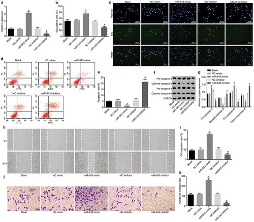 Figure 2. Suppression of miR-543 restrains cellular functions of HP75 cells and enhances cell apoptosis.(a) the expression of miR-543 in HP75 cells in the presence of miR-543 mimic or inhibitor; (b) Hoechst 33,342 and EdU positive cells after transfection with miR-543 mimic or inhibitor; (c) detection of HP75 cell proliferation by EdU staining in the presence of miR-543 mimic or inhibitor (200 ×); (d & e), detection of HP75 cell apoptosis by flow cytometry in the presence of miR-543 mimic or inhibitor; (f & g), the protein level of Cleaved caspase-3, Cleaved caspase-8, Pro caspase-3, and Pro caspase-8 in HP75 cells in the presence of miR-543 mimic or inhibitor; (h & i), the HP75 cell migration detected by scratch test in the presence of miR-543 mimic or inhibitor; (j & k), Transwell assay of HP75 cell invasion in the presence of miR-543 mimic or inhibitor (200 ×); *p < 0.05 vs. the NC mimic group; #p < 0.05 vs. the NC inhibitor group; measurement data were expressed as mean ± standard deviation; the one-way analysis of variance was performed for multiple-group comparison; the experiment was repeated 3 times independently; miR-543, microRNA-543; PA, pituitary adenoma; NC, negative control; EdU, 5-ethynyl-2ʹ-deoxyuridine; FITC; fluorescein isothiocyanate; PI, propidium iodide; GAPDH, glyceraldehyde-3-phosphate dehydrogenase.