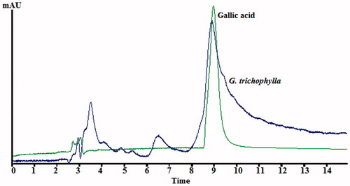 Figure 10. HPLC chromatograph of G. trichophylla chloroform extract and gallic acid at 360 nm.